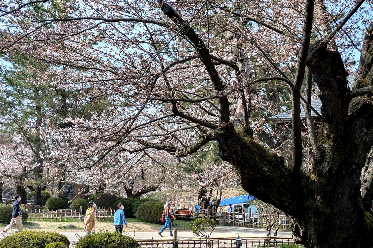 2026年4月15日、弘前公園最長寿のソメイヨシノ