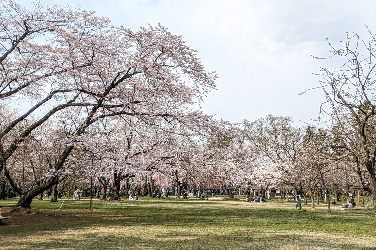 2026年4月15日、弘前公園ピクニック広場