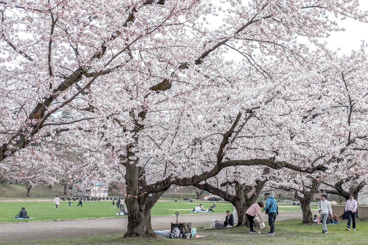 2026年4月15日、弘前公園レクリエーション広場