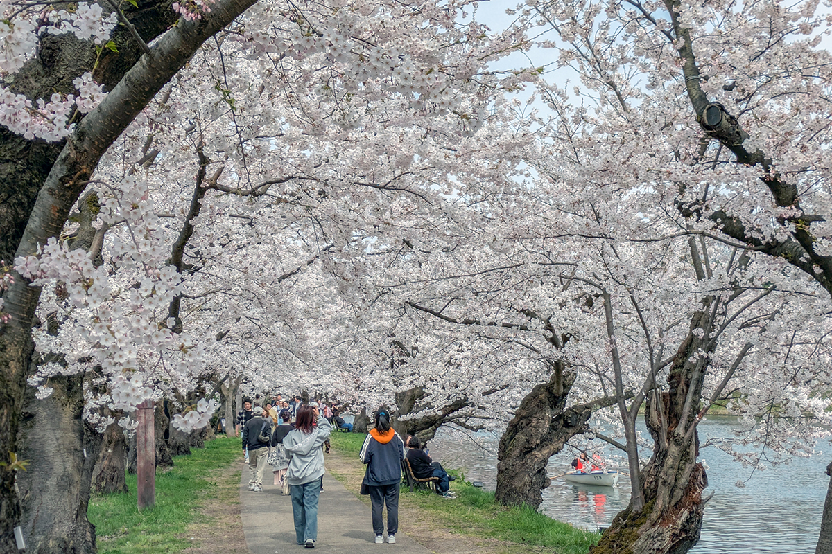 2026年4月15日、弘前公園西濠西岸