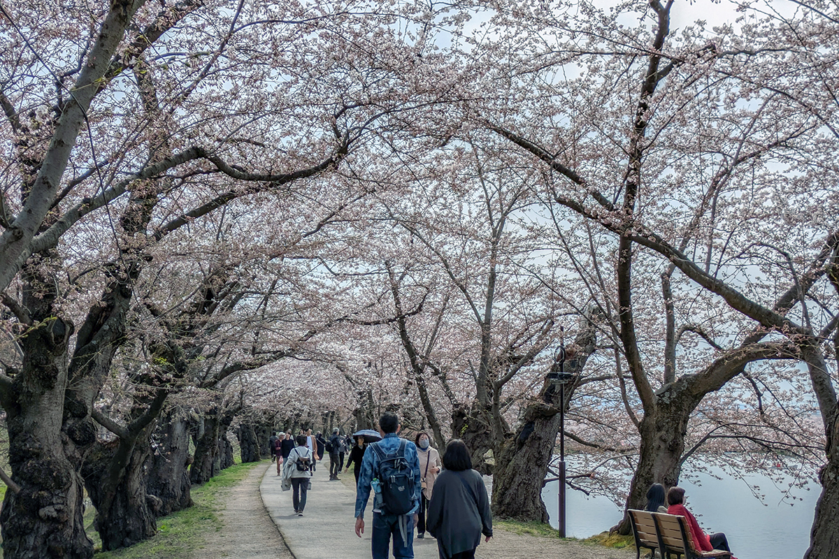 2026年4月15日、弘前公園西濠・桜のトンネル