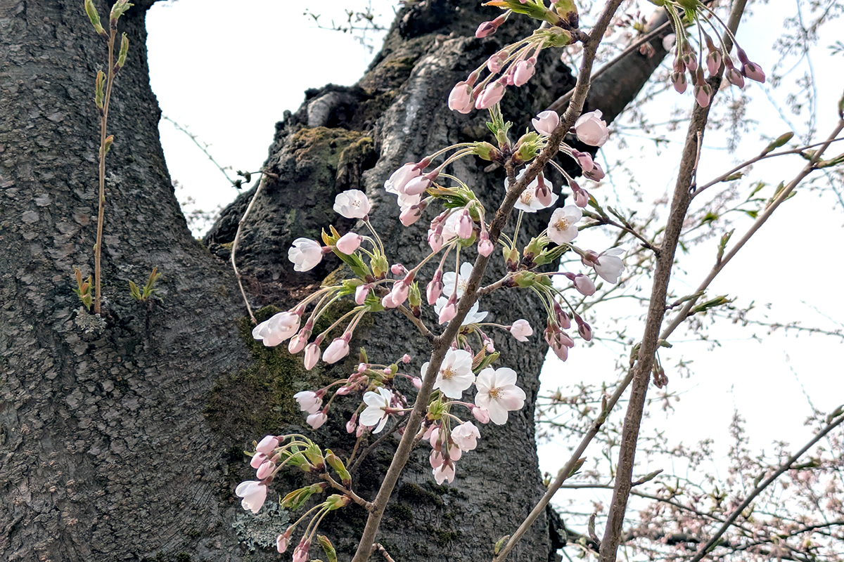 2026年4月15日、弘前公園西濠・桜のトンネルの花