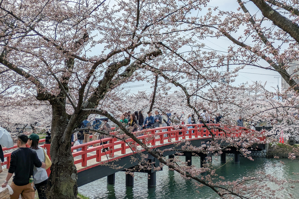 2026年4月15日、弘前公園西濠・春陽橋