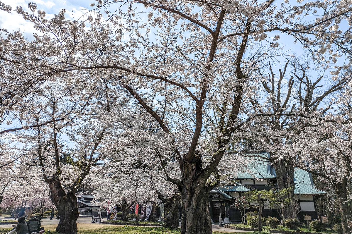2026年4月16日、弘前公園北の郭・ソメイヨシノ標準木