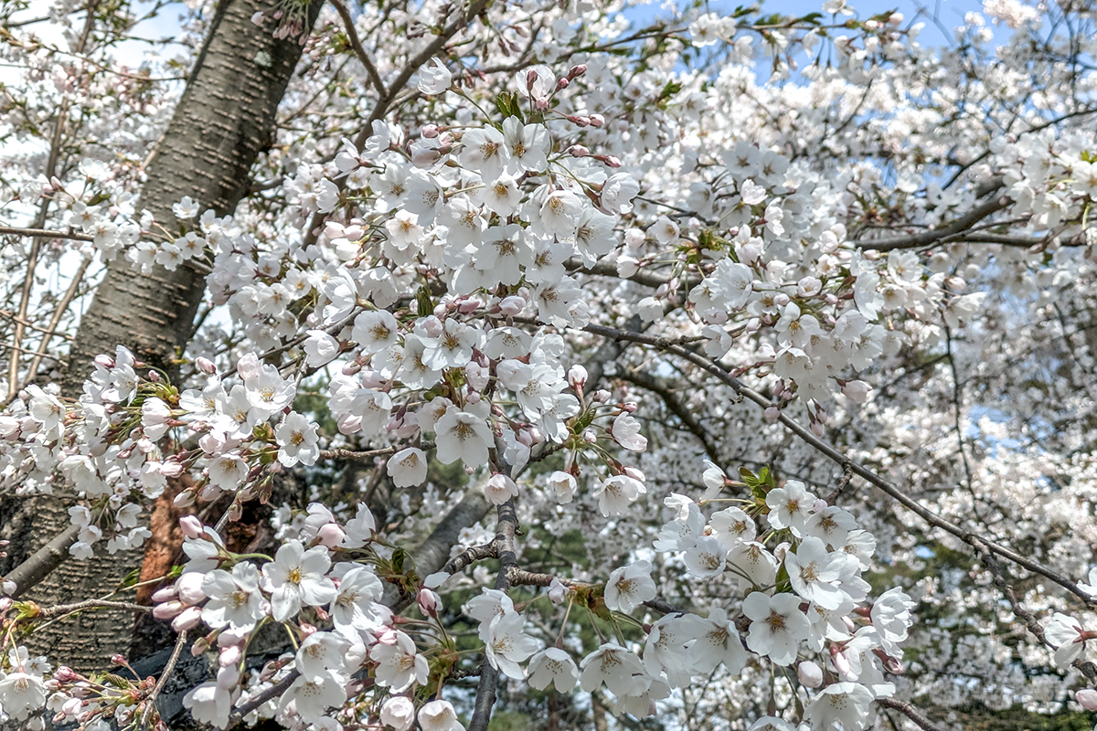 2026年4月16日、弘前公園北の郭・ソメイヨシノ標準木の花