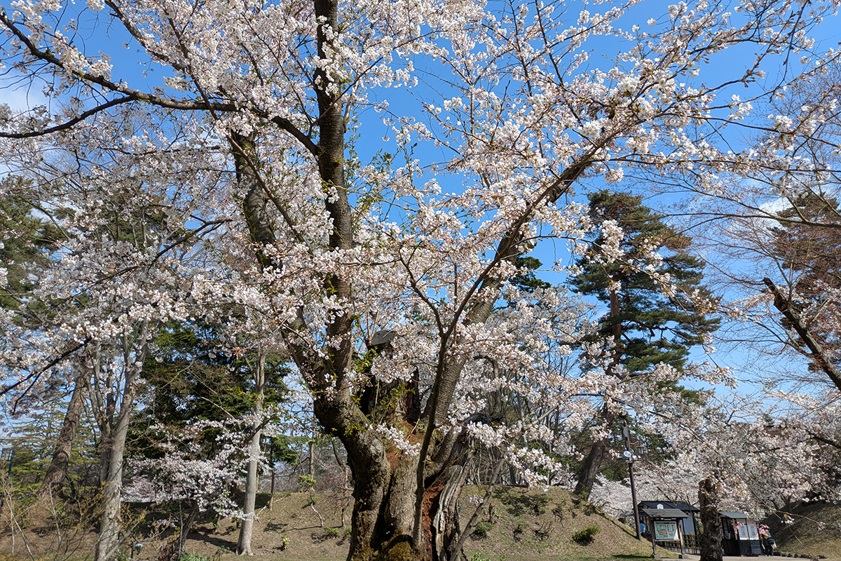 2026年4月16日、弘前公園北の郭・ソメイヨシノ標準木