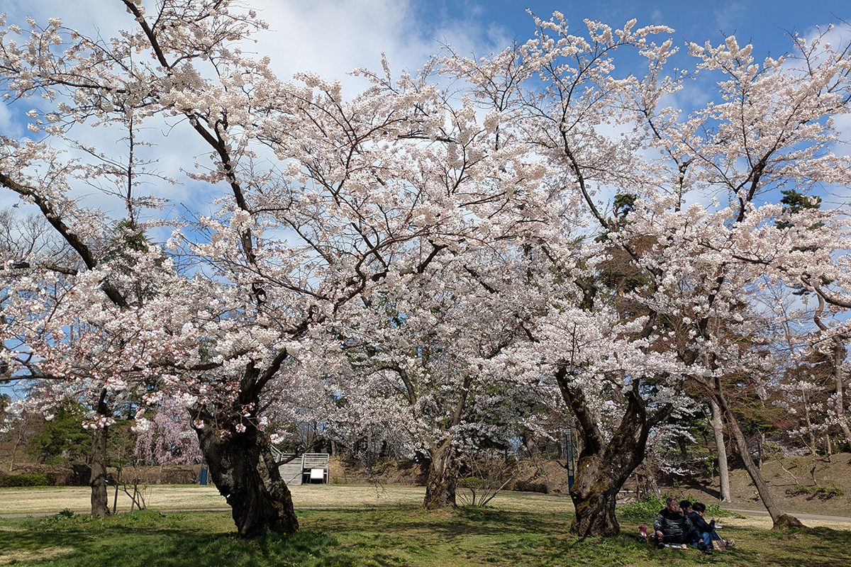 2026年4月16日、弘前公園北の郭・ソメイヨシノ標準木