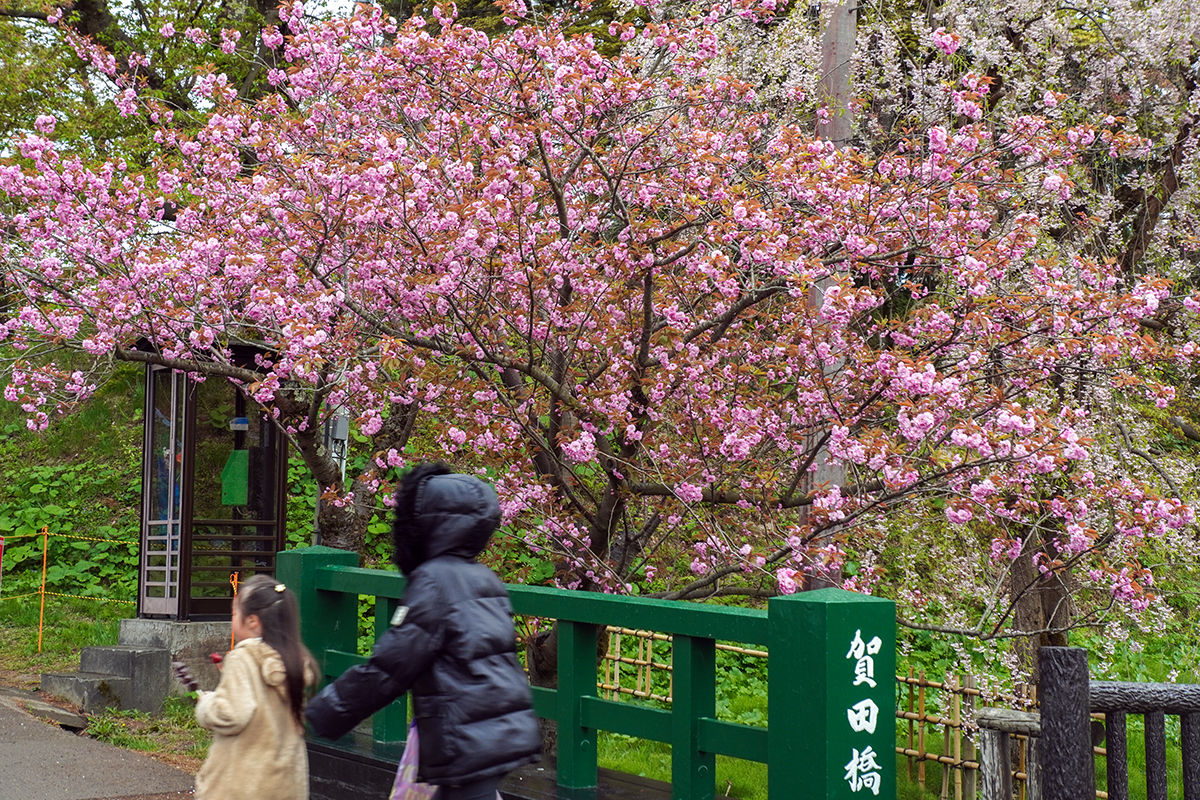 2026年4月28日、弘前公園四の丸・賀田橋前の関山
