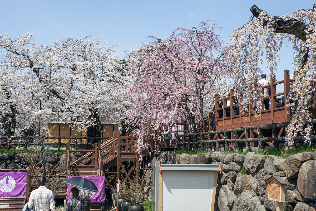 2026年4月17日、弘前公園本丸