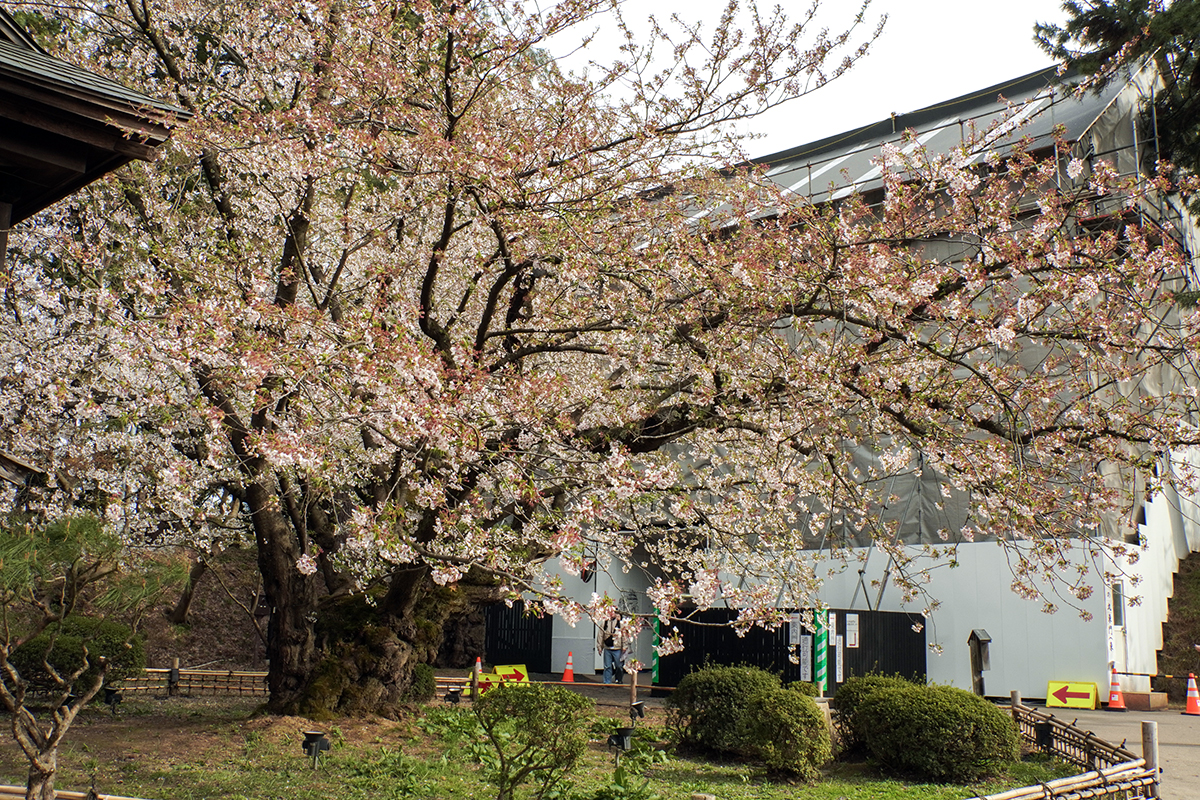 2026年4月22日、弘前公園二の丸・園内最長寿のソメイヨシノ