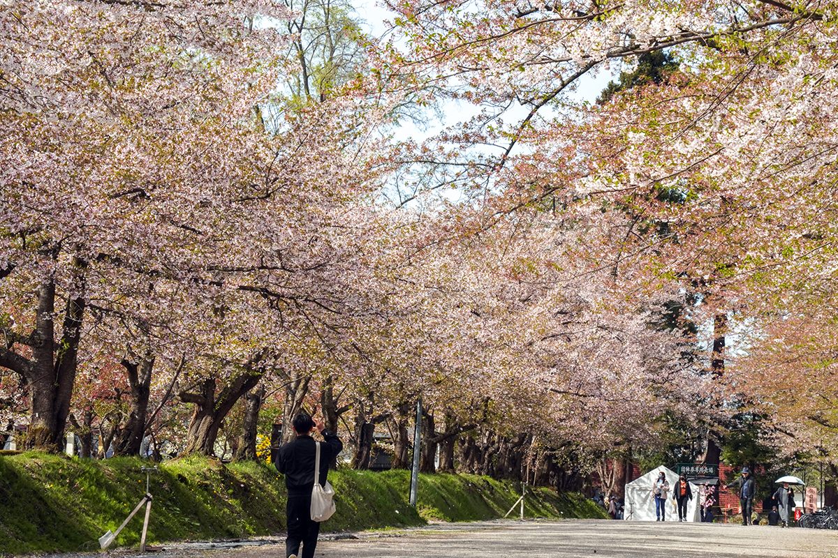 2026年4月23日、弘前公園・ピクニック広場脇