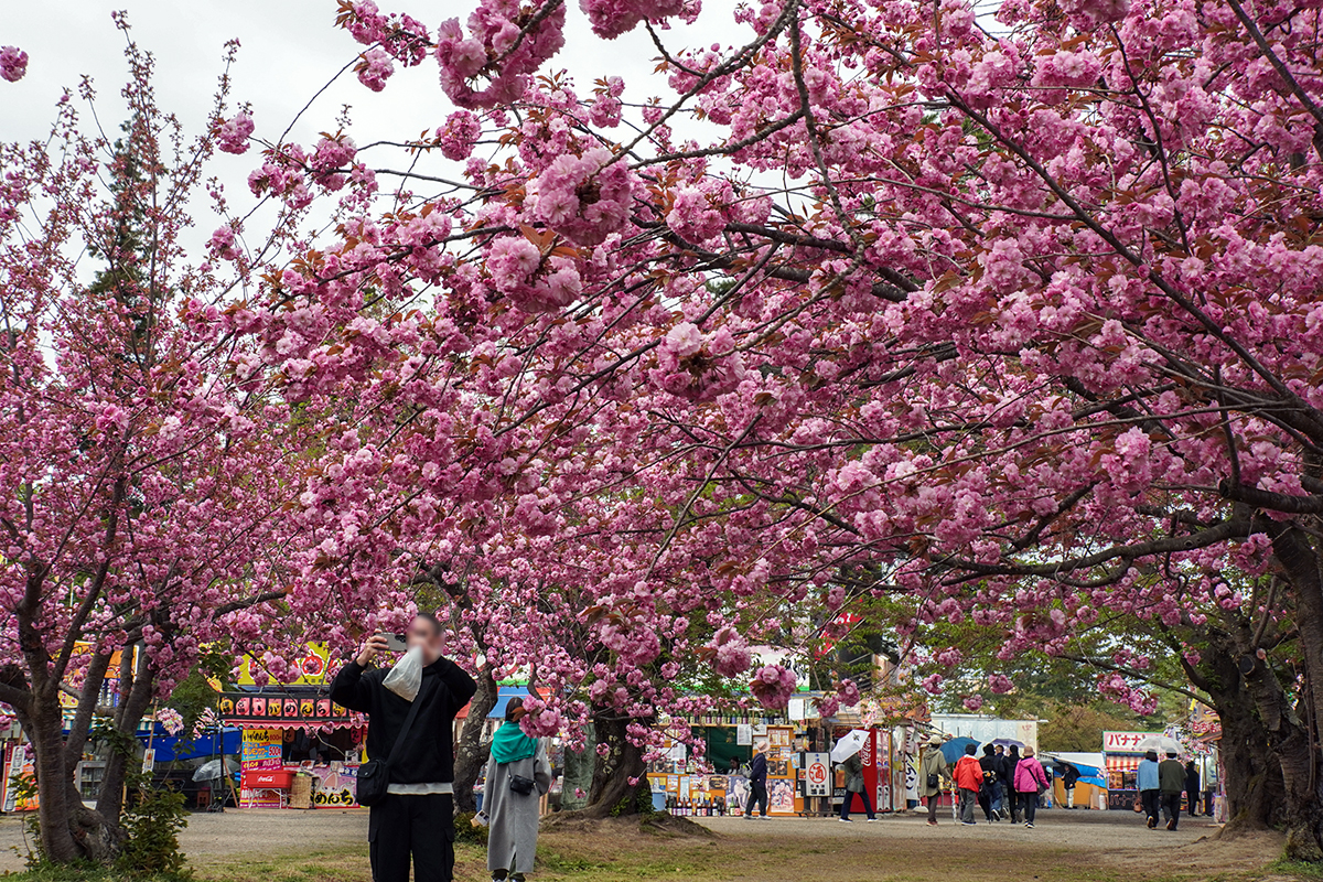 2026年4月28日、弘前公園・四の丸の関山
