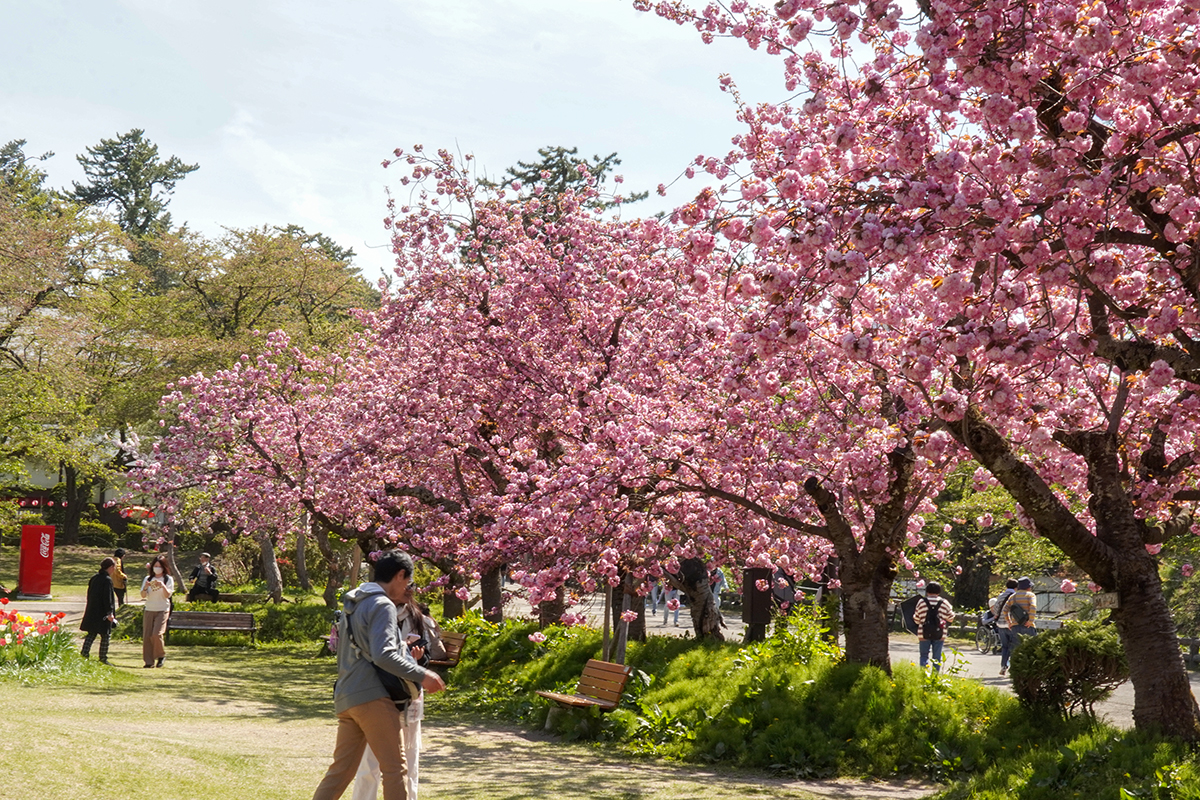 2026年4月30日、弘前公園二の丸・丑寅櫓遊び場