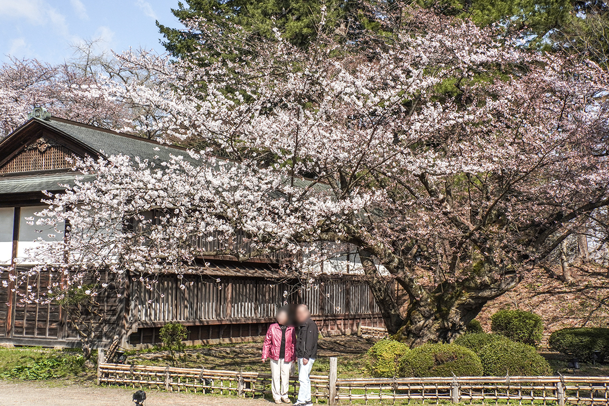 2026年4月16日、弘前公園最長寿のソメイヨシノ