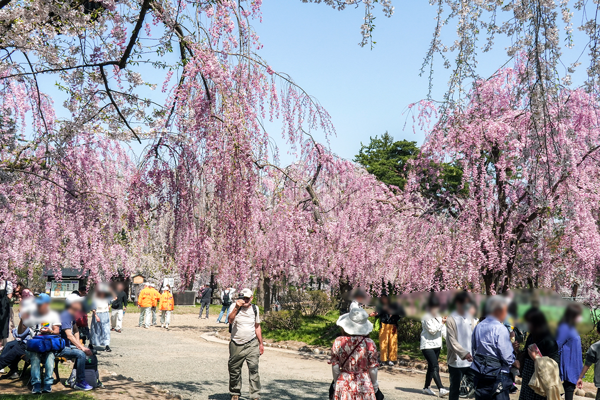 2026年4月20日、弘前公園本丸