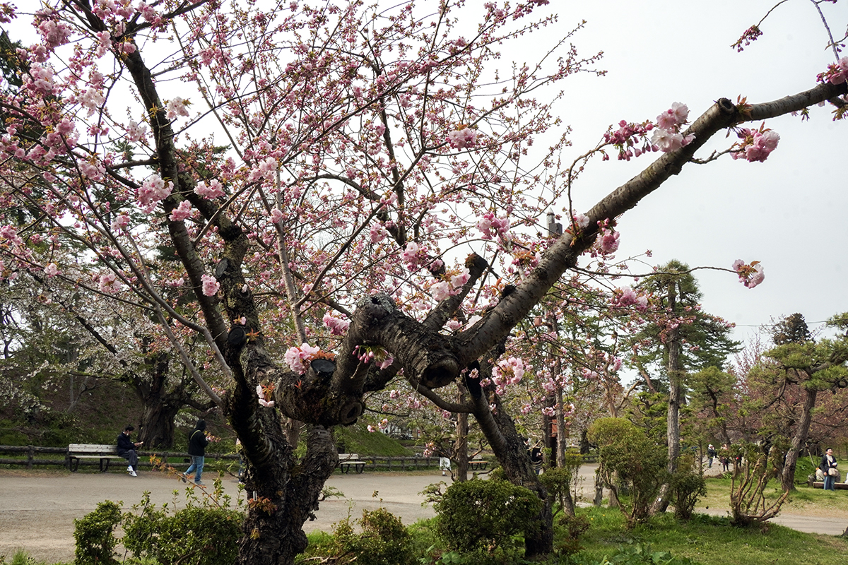 2026年4月22日、弘前公園二の丸与力番所の東錦