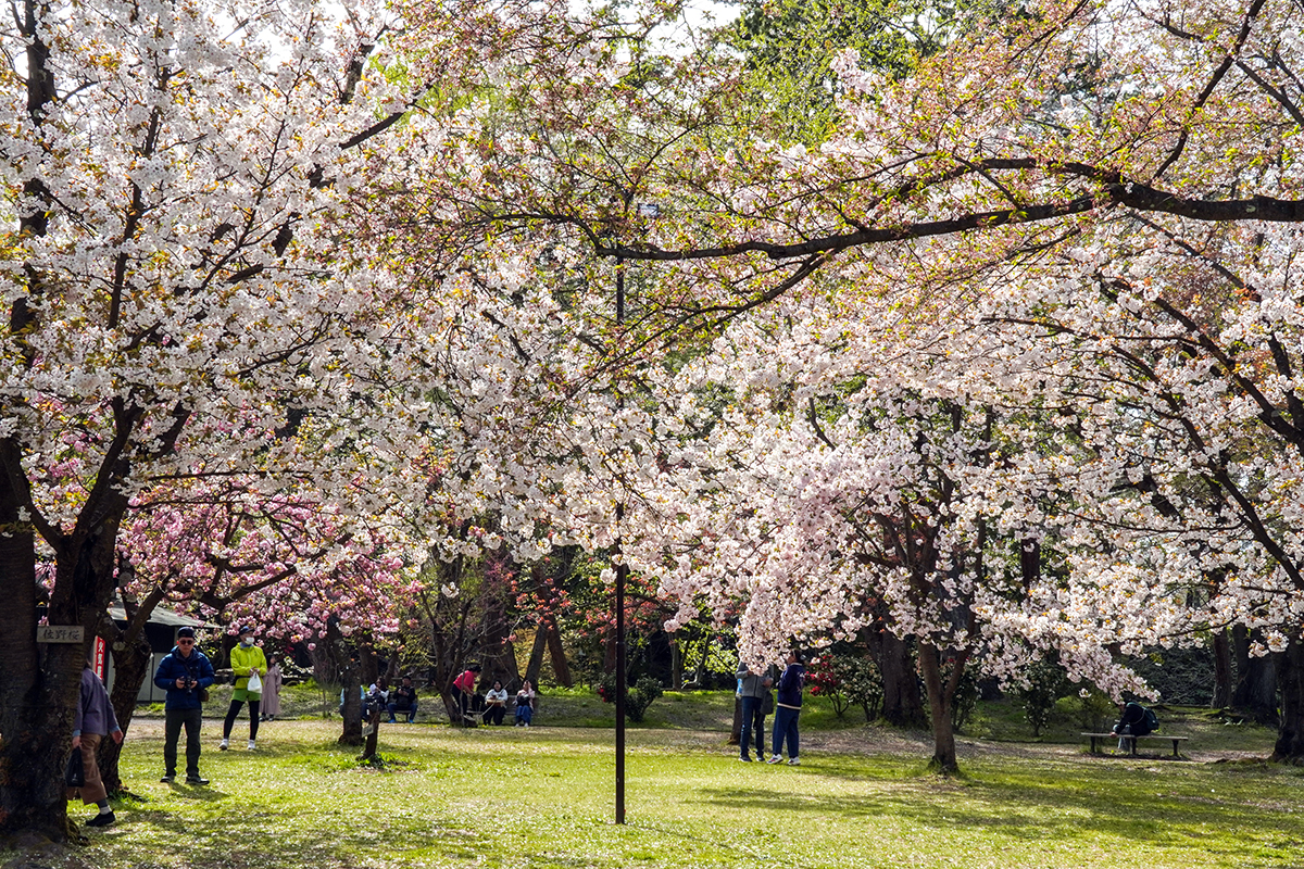 2026年4月23日、弘前公園・ピクニック広場