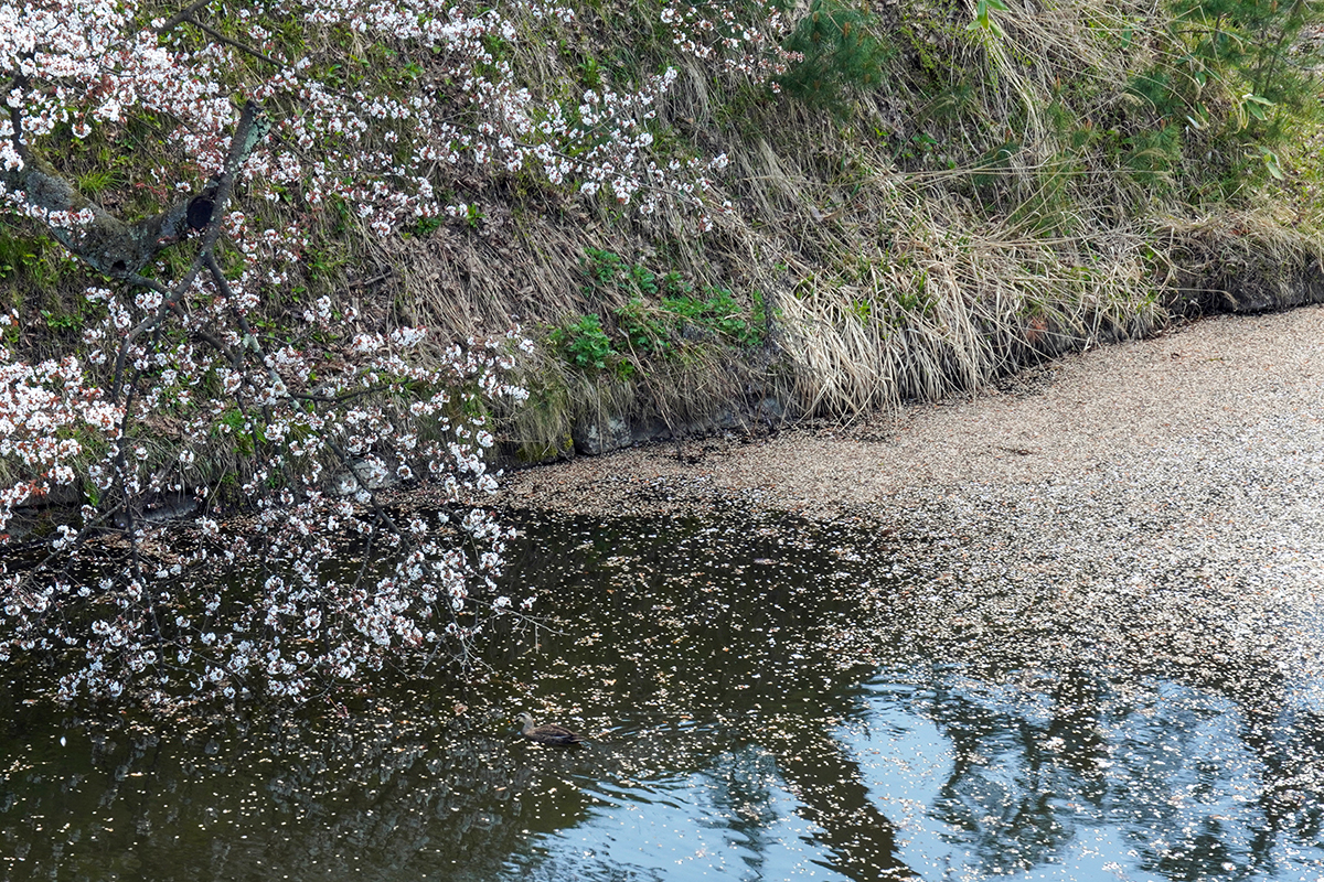 2026年4月24日、弘前公園北の郭