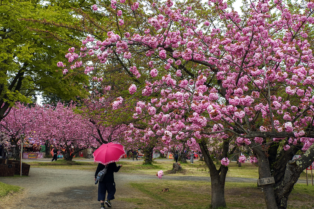 2026年4月28日、弘前公園・四の丸の関山
