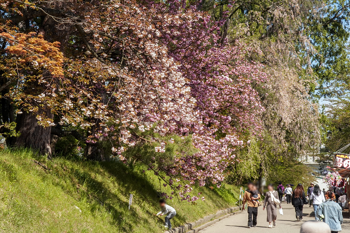 2026年4月30日、弘前公園・物産館前