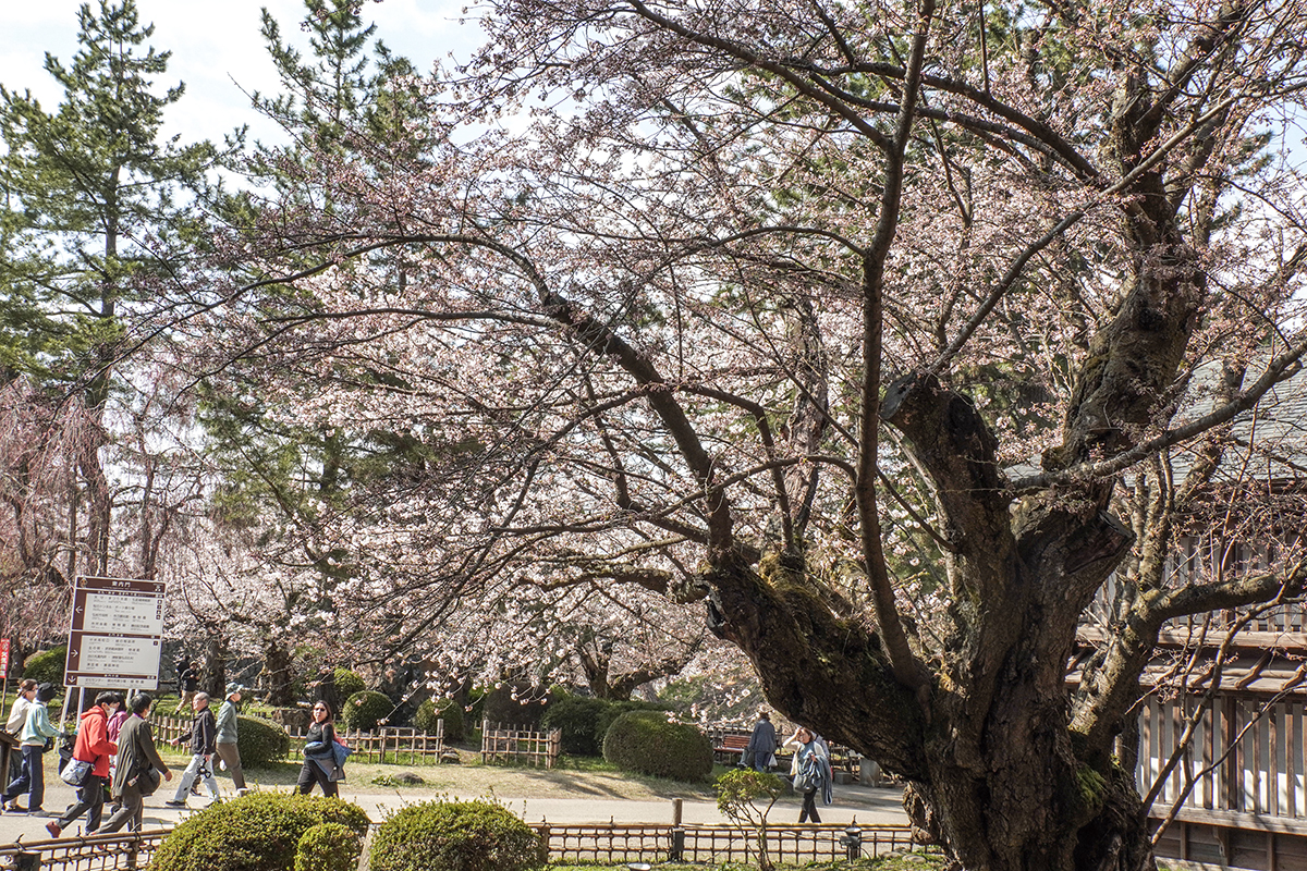 2026年4月16日、弘前公園最長寿のソメイヨシノ