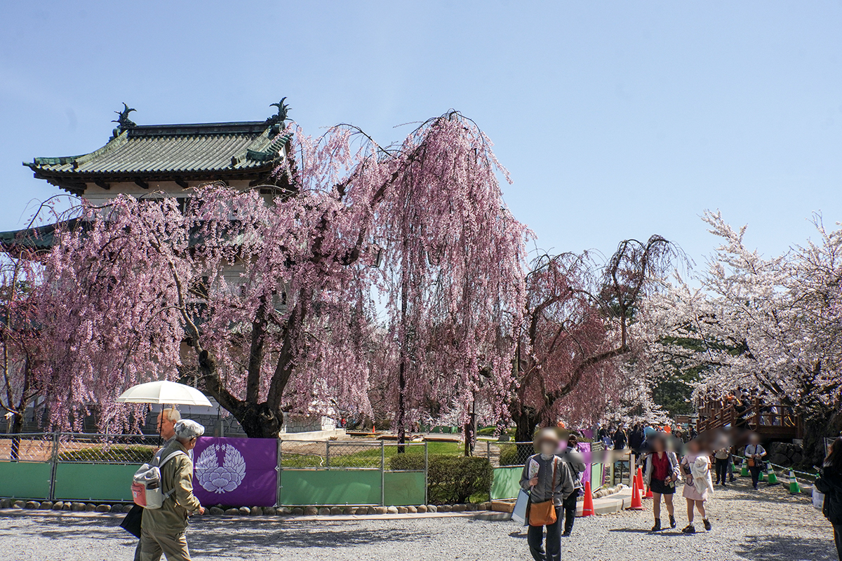 2026年4月17日、弘前公園本丸
