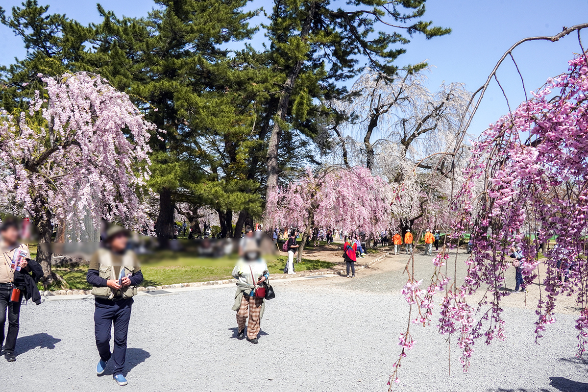 2026年4月20日、弘前公園本丸