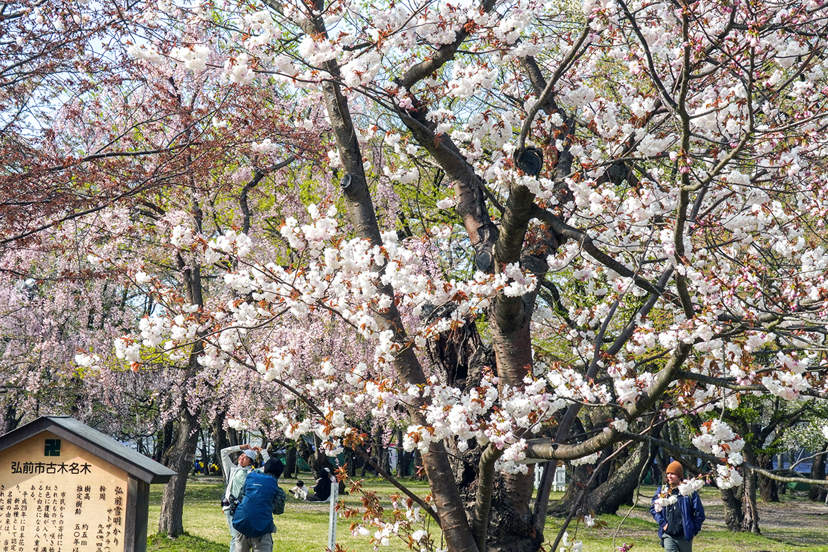 2026年4月23日、弘前公園・ピクニック広場の弘前雪明かり