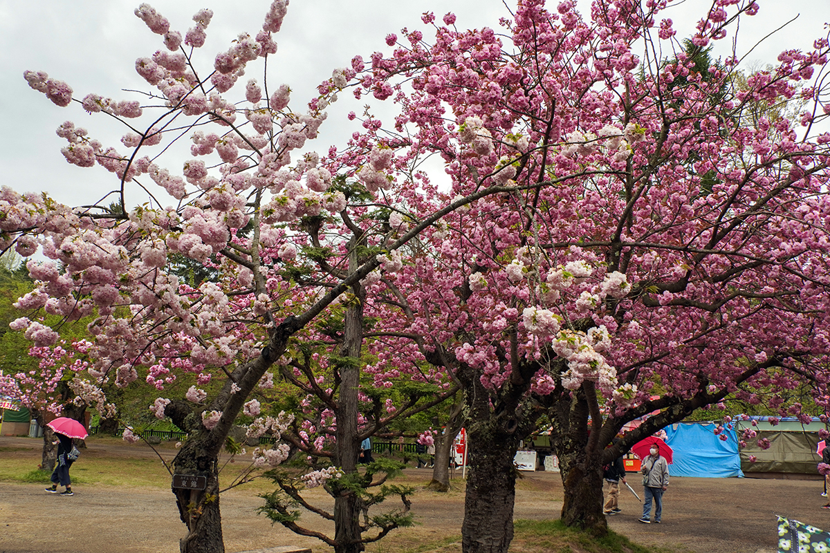 2026年4月28日、弘前公園・四の丸の東錦と関山