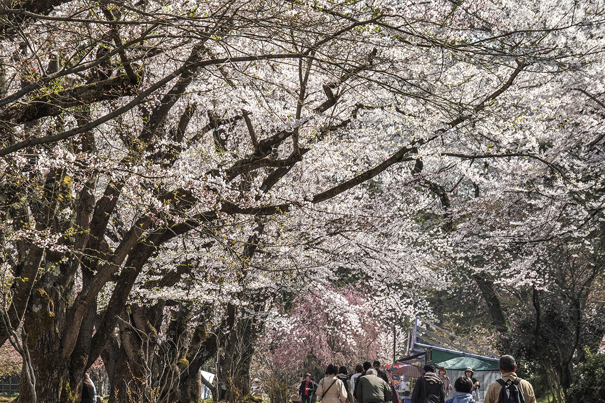 2026年4月16日、弘前公園ピクニック広場横