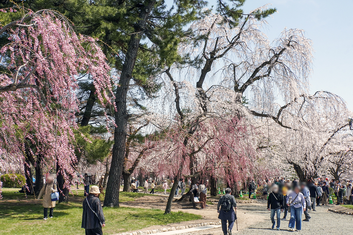 2026年4月17日、弘前公園本丸