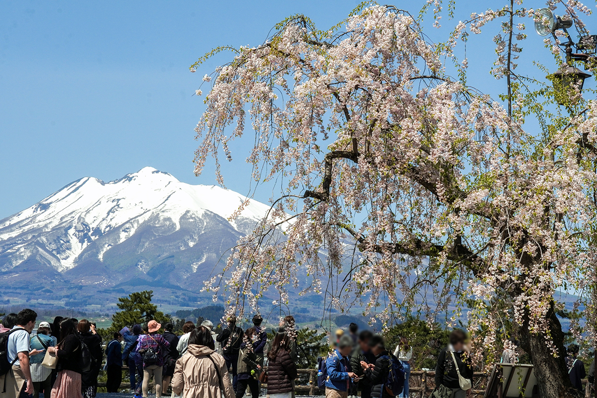 2026年4月24日、弘前公園本丸