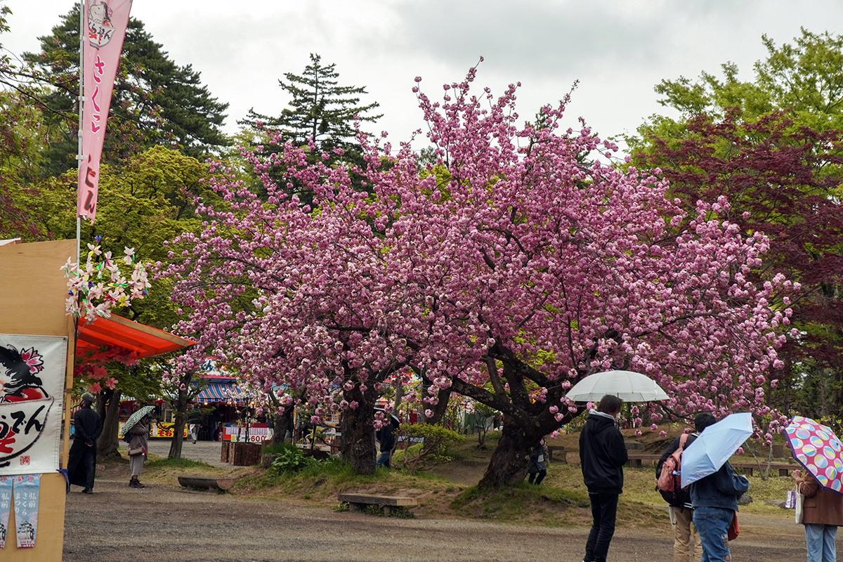 2026年4月28日、弘前公園・四の丸の関山