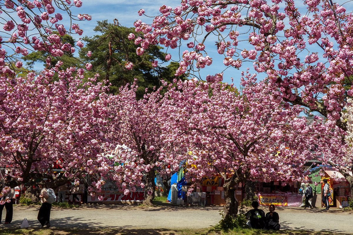 2026年4月30日、弘前公園四の丸