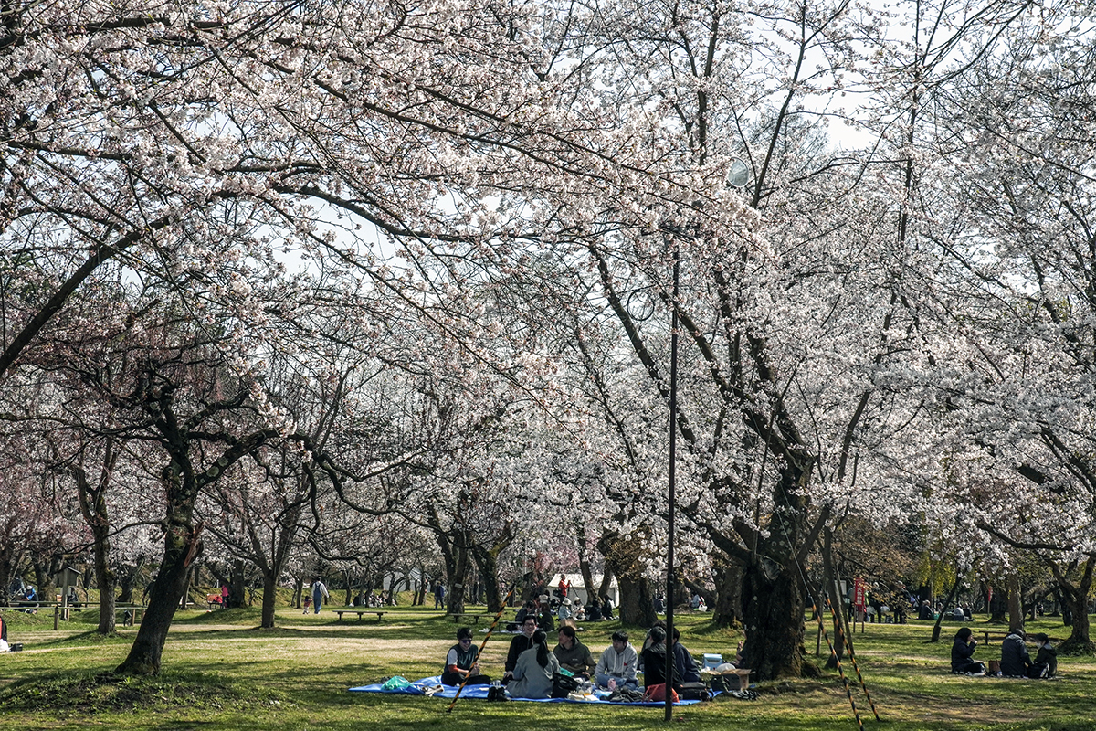 2026年4月16日、弘前公園ピクニック広場