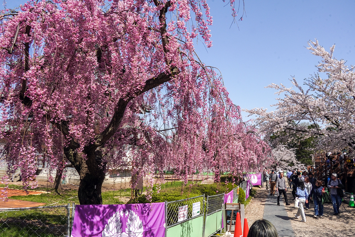 2026年4月20日、弘前公園本丸のヤエベニシダレ