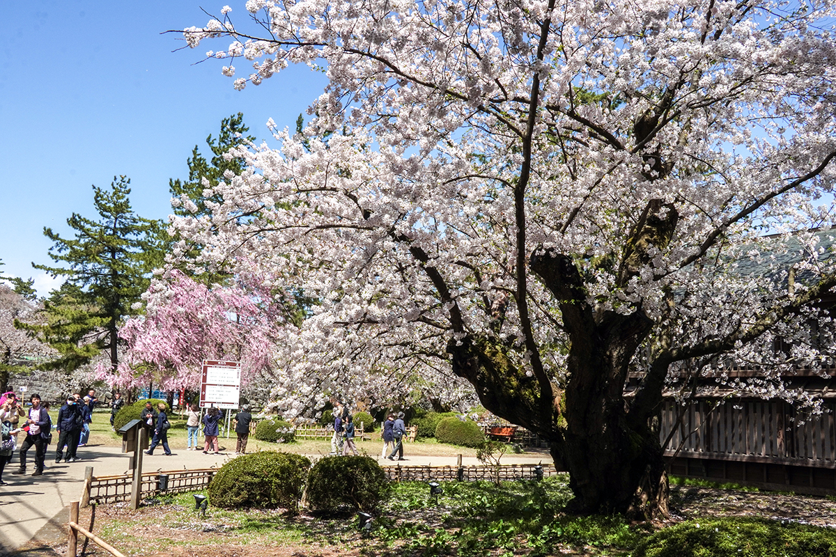 現地レポ】4/21 弘前公園 花吹雪と花筏が見ごろ 園内の様子 (2026