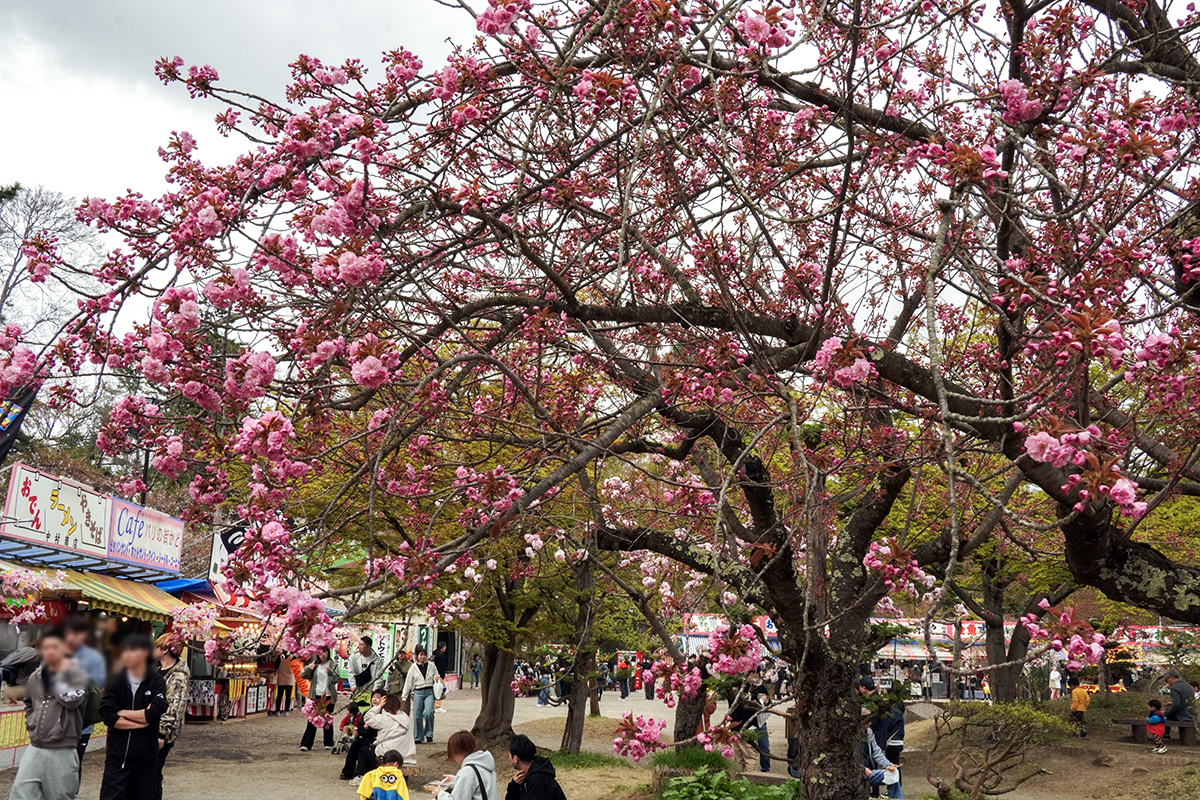 現地レポ】4/22 弘前公園 八重桜が次々と開花 園内の様子 (2026