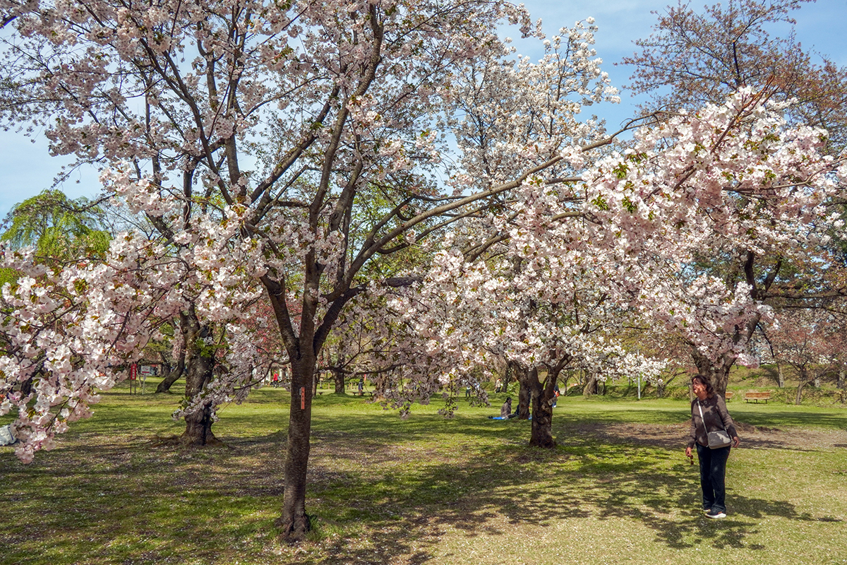 2026年4月23日、弘前公園・ピクニック広場