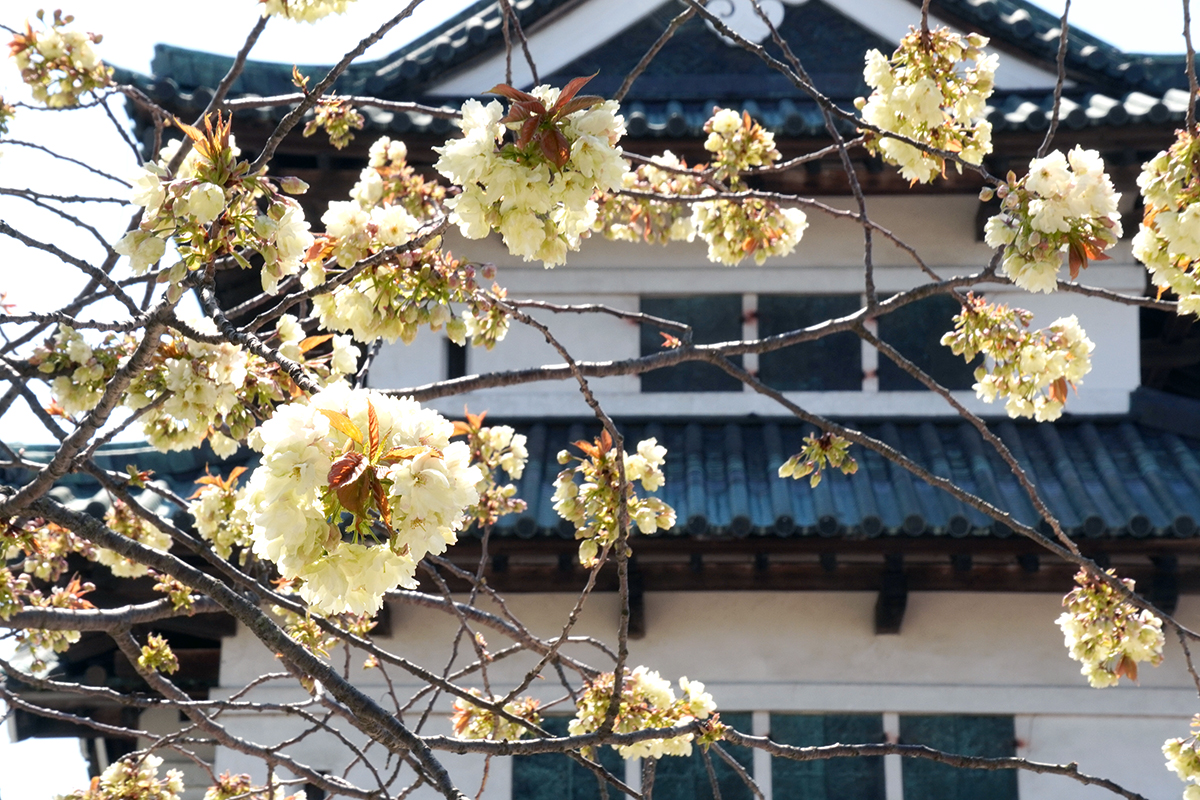 2026年4月24日、弘前公園本丸の鬱金