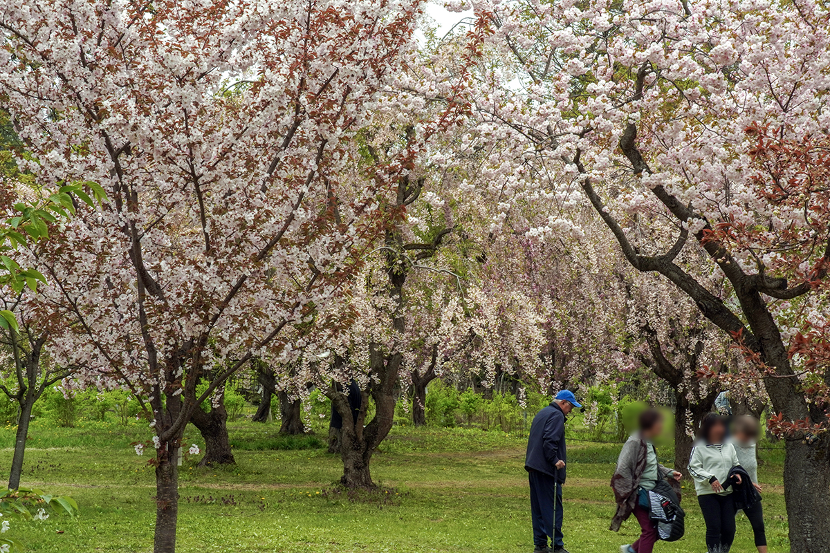 2026年4月28日、弘前公園・弘前城植物園