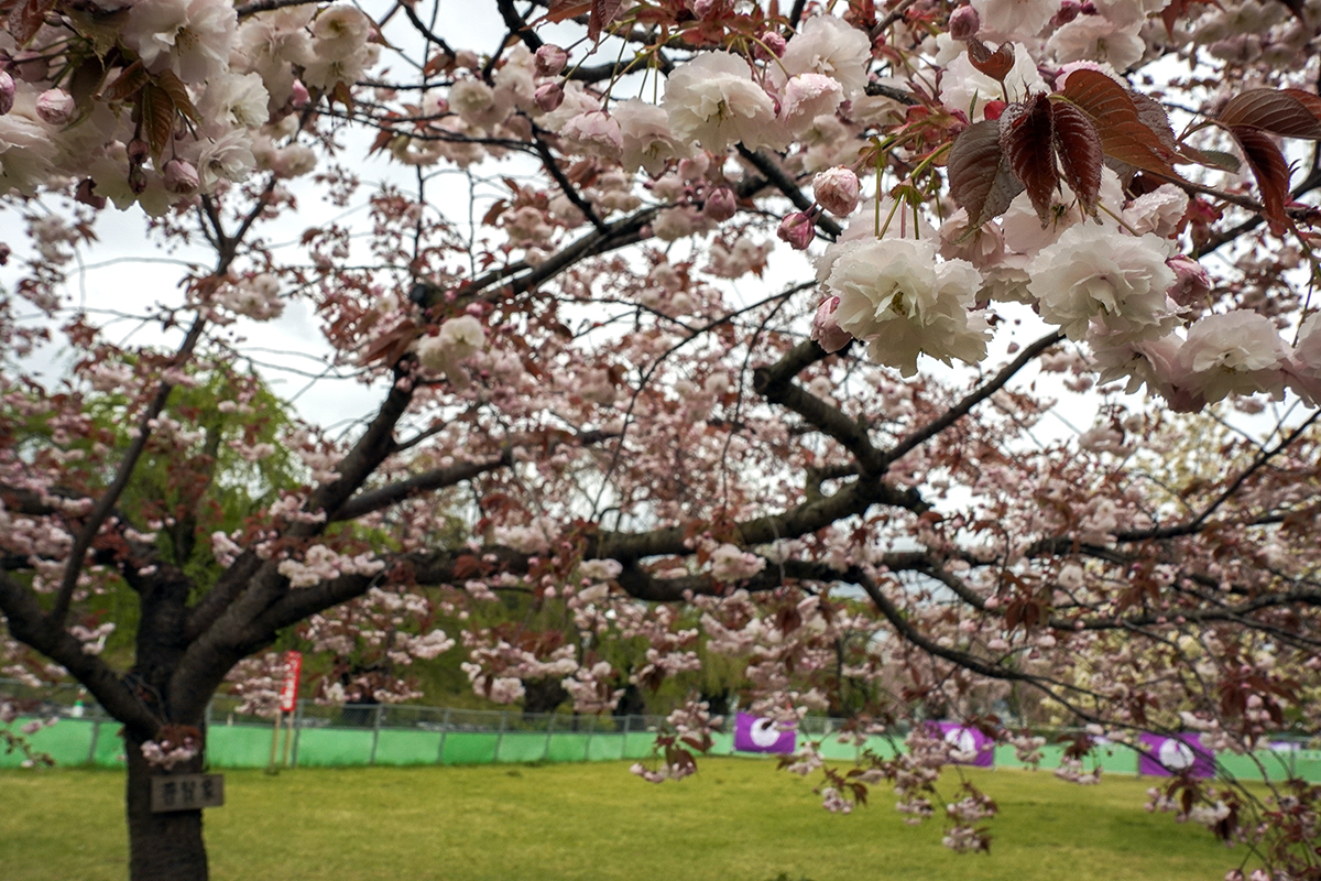 2026年4月28日、弘前公園・本丸の普賢象