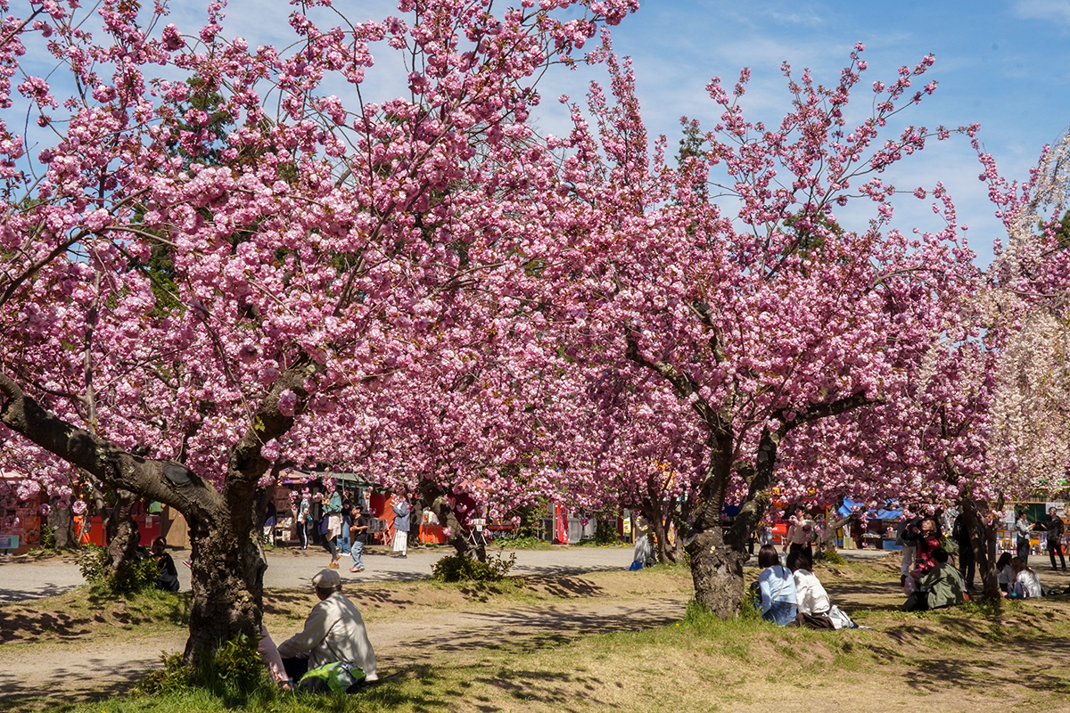 2026年4月30日、弘前公園四の丸