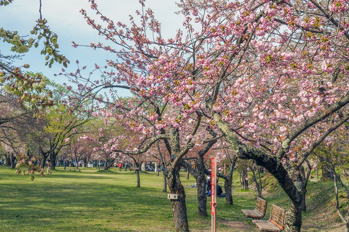 2026年4月23日、弘前公園・ピクニック広場の東錦