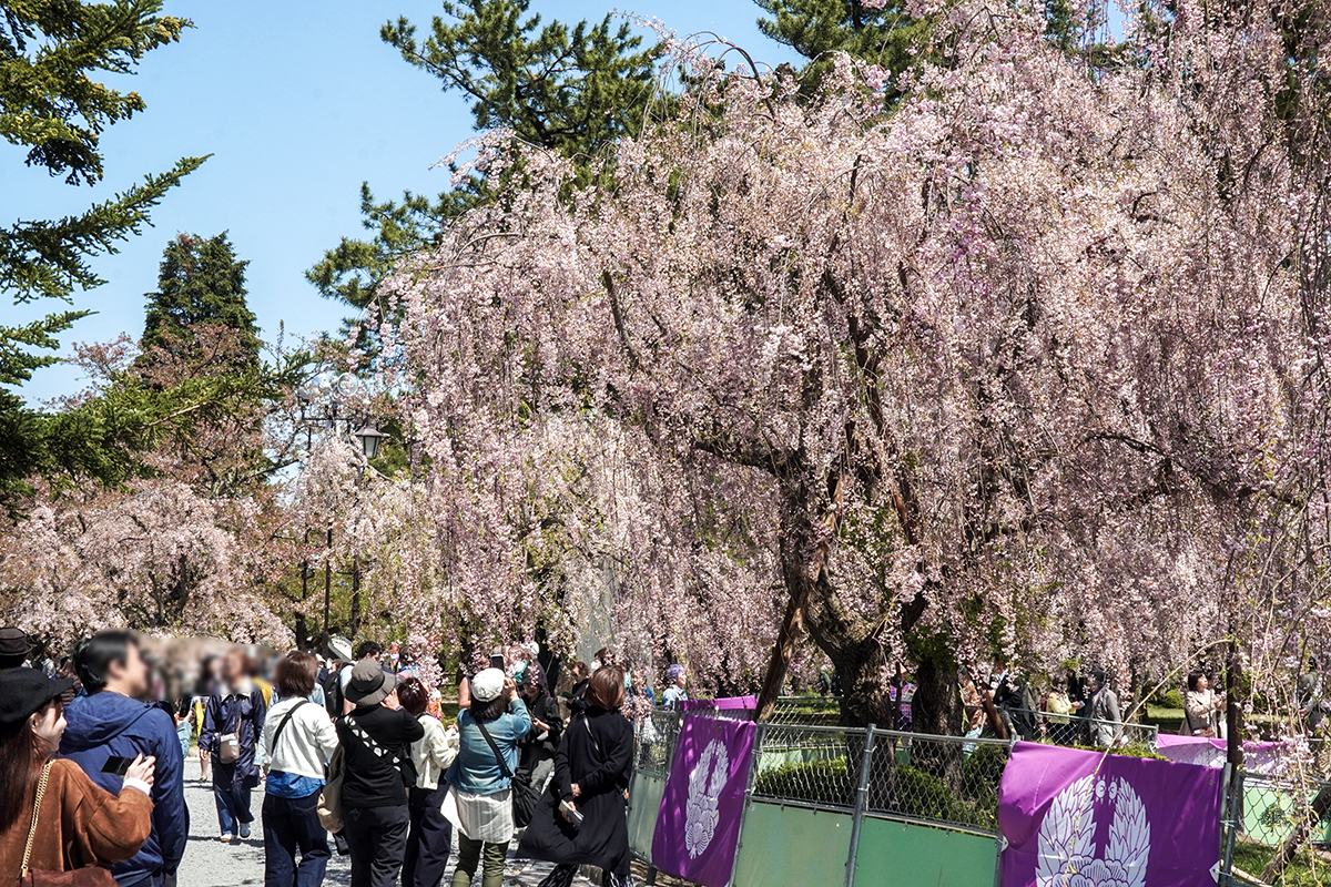 2026年4月24日、弘前公園本丸