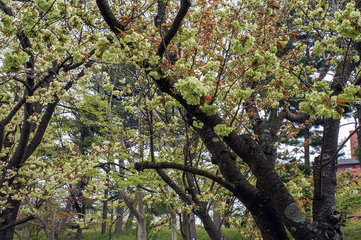 2026年4月28日、弘前公園・弘前城植物園の御衣黄