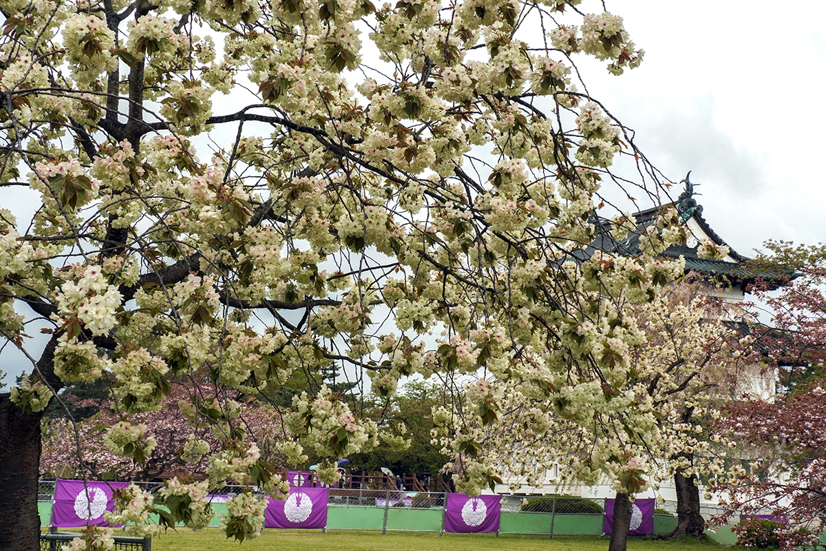 2026年4月28日、弘前公園・本丸の鬱金