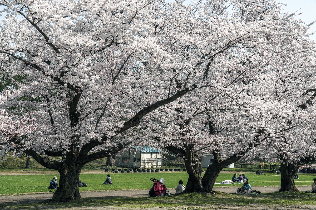 2026年4月16日、弘前公園レクリエーション広場