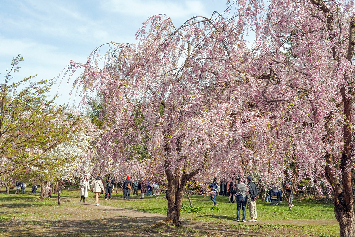 2026年4月23日、弘前公園・ピクニック広場