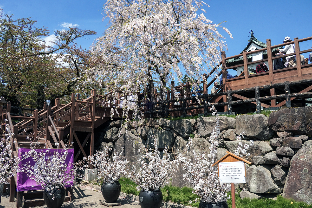 2026年4月24日、弘前公園本丸